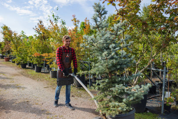 Best Tree Maintenance Programs  in Knightstown, IN